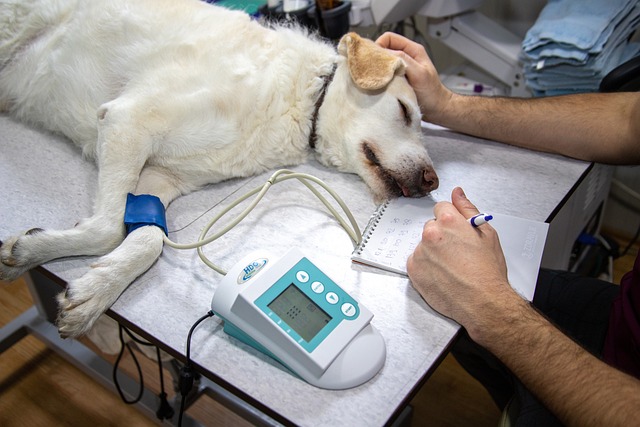 Free Veterinary Blood Pressure photo and picture